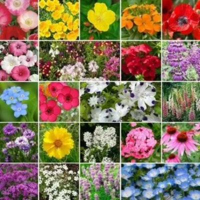 partial shade flower seeds