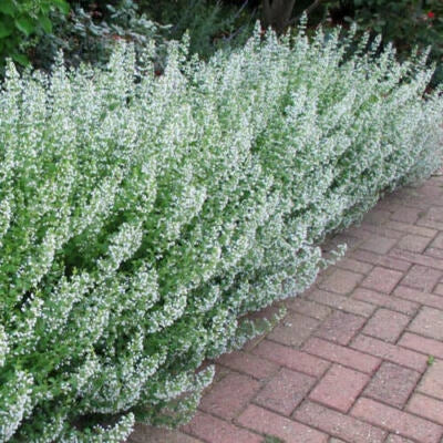white common flower seeds