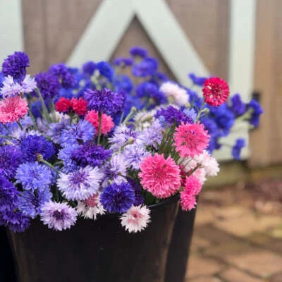 bachelor button flower seeds