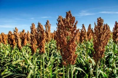 lb milo flower seeds