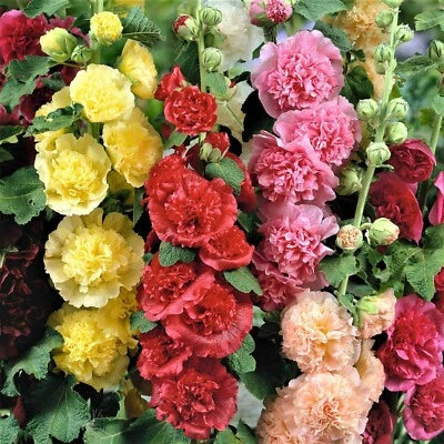 hollyhock chaters flower seeds