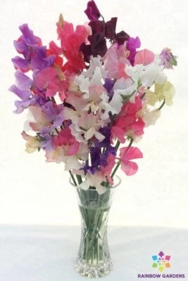 Winter Romance Sweet Pea Seeds for Planting