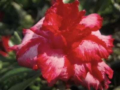 Pink Berry Pink Desert Rose Adenium Seeds for Planting