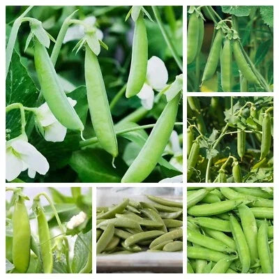 Mixed Pea Variety Seeds for Planting