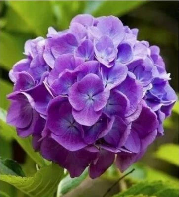 Purple Pink Hydrangea Flower Seeds for Planting