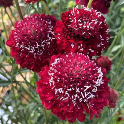 red scabiosa flower seeds
