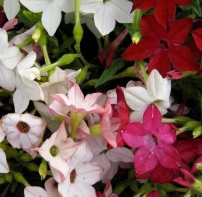 tobacco sensation flower seeds