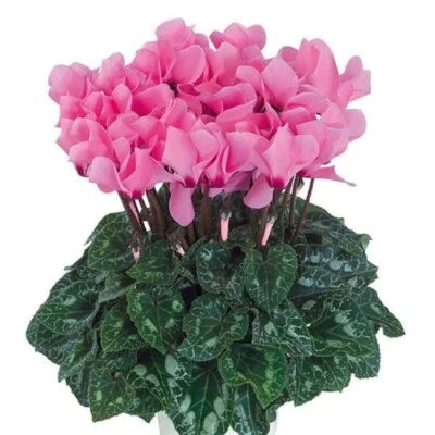 Dreamscape Rose Eye Cyclamen Seeds for Planting