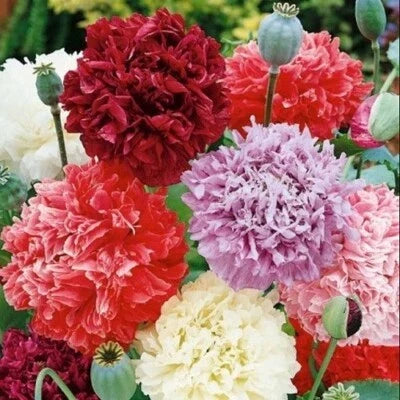 bulk organic flower seeds
