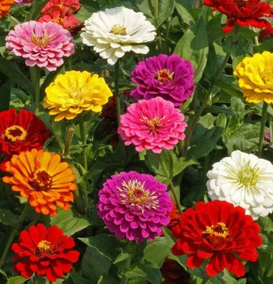 count california flower seeds