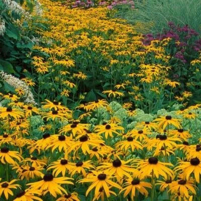 Black-Eyed Susan Flower Seeds for Planting