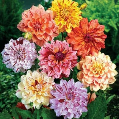rembrandt dahlia flower seeds