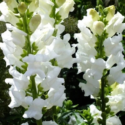 Snowflake Snapdragon Seeds for Planting