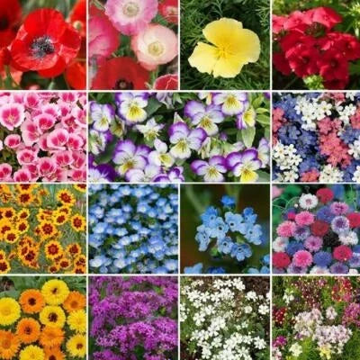 Shorty Low-Grow Wildflower Mix Seeds for Planting