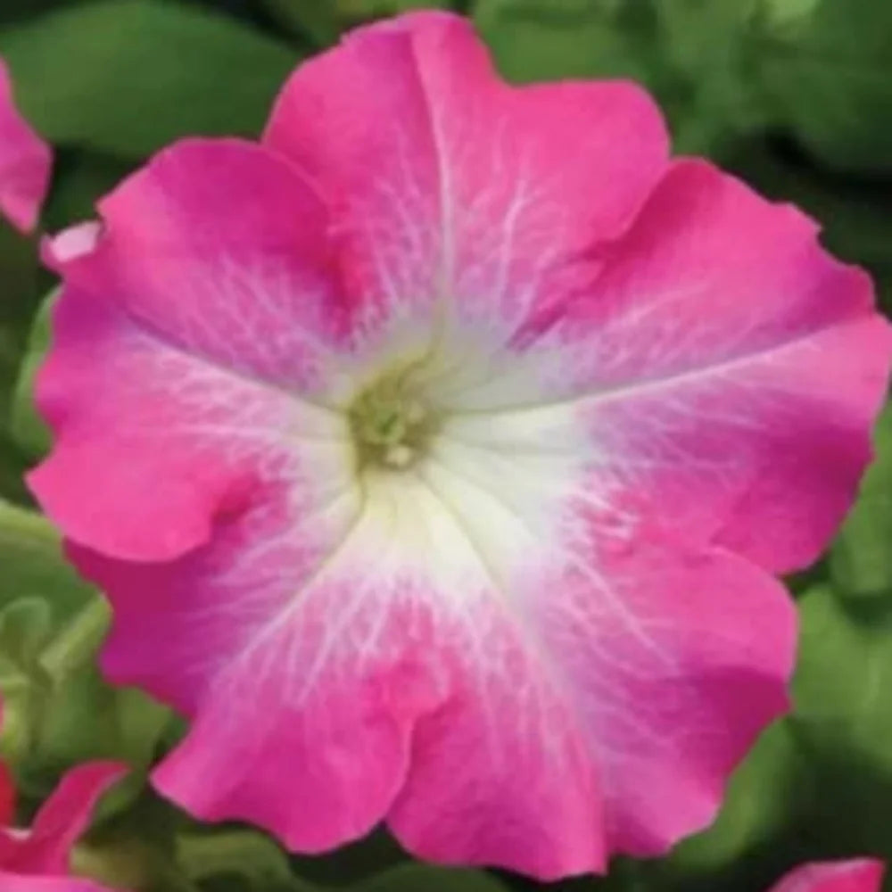 Pink Dreams Petunia Seeds for Planting