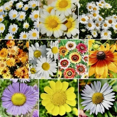 mix daisy flower seeds