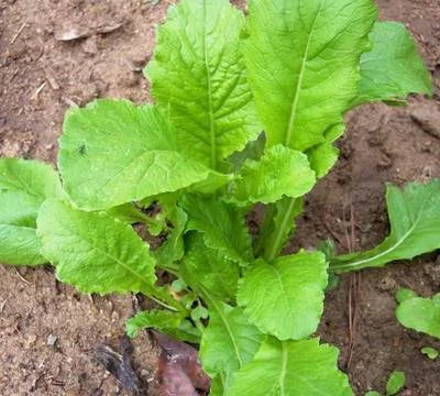 Root Vegetable Garden Seed Collection Seeds for Planting