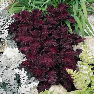 Black Dragon Coleus Seeds for Planting