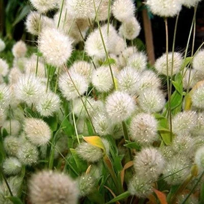 Bunny Tails Ornamental Grass Seeds for Planting