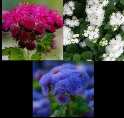 red white flower seeds