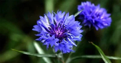 Blue Young Love Cornflower Seeds for Planting