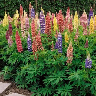 Russell Lupine Flower Seeds for Planting