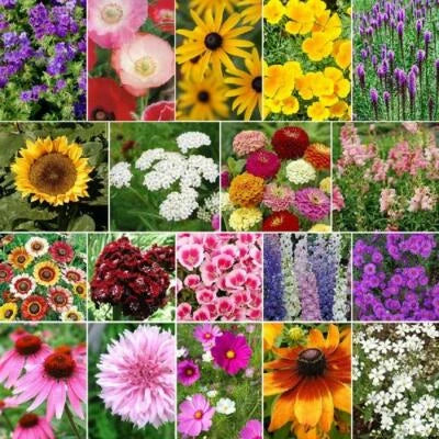 late bloomer flower seeds