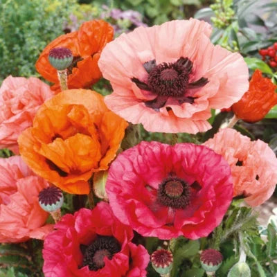 Mixed Oriental Poppy Flower Seeds for Planting