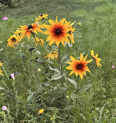 black rudbeckia flower seeds
