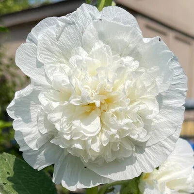 White Chater&