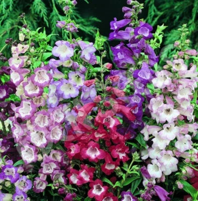 Sensation Mix Penstemon Flower Seeds for Planting