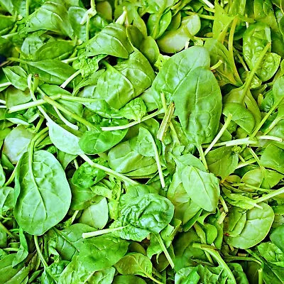 Italian Leaf Basil Herb Seeds for Planting