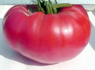 pink mennonite flower seeds