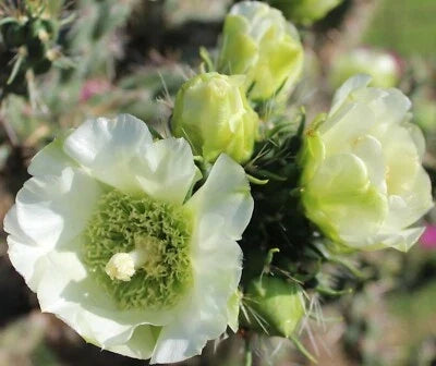 White Cholla imbricata Cactus Seeds for Planting