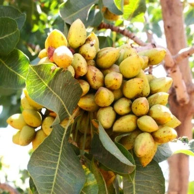 Green Pistachio Tree Seeds for Planting
