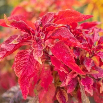 Red Garnet Amaranth Flower Seeds for Planting