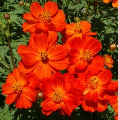 red cosmos flower seeds