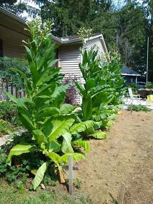 Michigan-Grown Tobacco Seeds for Planting – Organic, Heirloom, Non-GMO