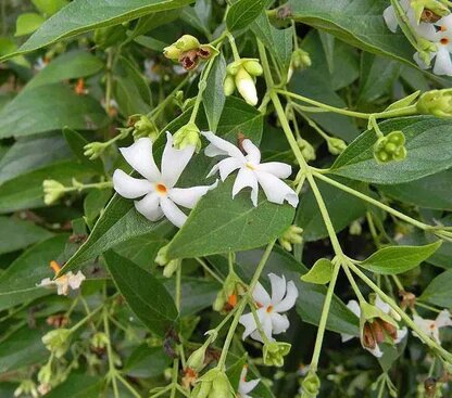 Nyctanthes Flower Seeds – Heirloom, Non-GMO, High Germination Seeds
