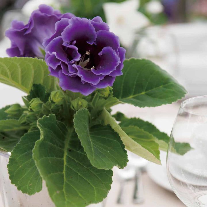 Light Purple Gloxinia Flower Seeds Heirloom Non-GMO High Germination Organic Garden Seeds for Planting