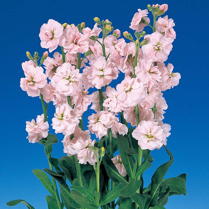 Blossom Flower Seeds Pink – Heirloom, Non-GMO, High Germination, Organic Garden Seeds