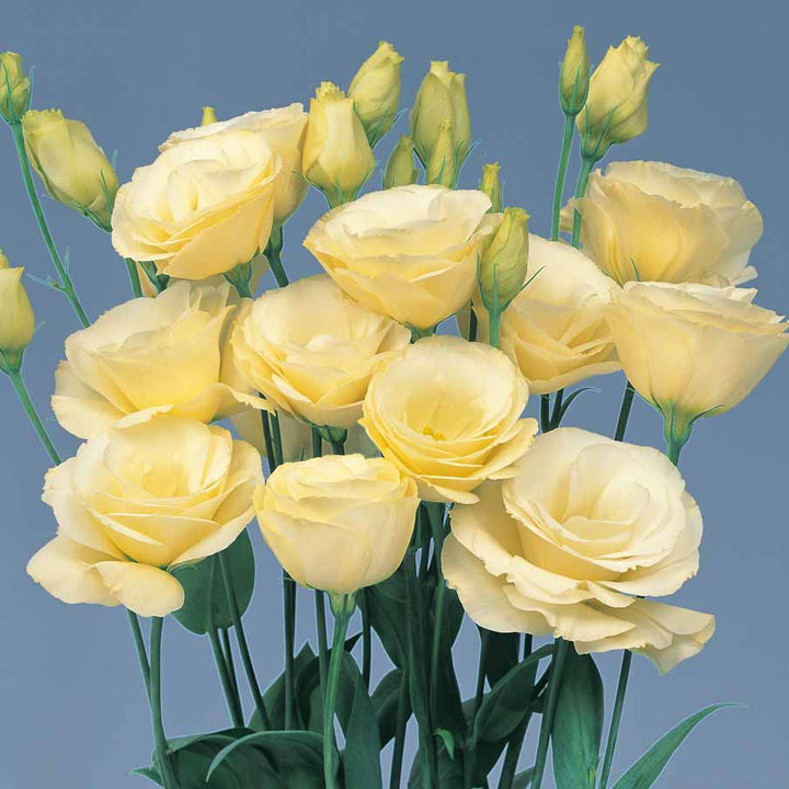 Eustoma Flower Seeds Yellow – Heirloom, Non-GMO, High Germination Seeds