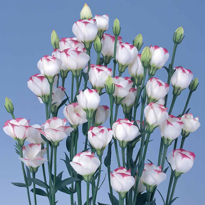 White Pink Lisianthus Flower Seeds Heirloom Non-GMO High Germination Organic Garden Seeds for Planting