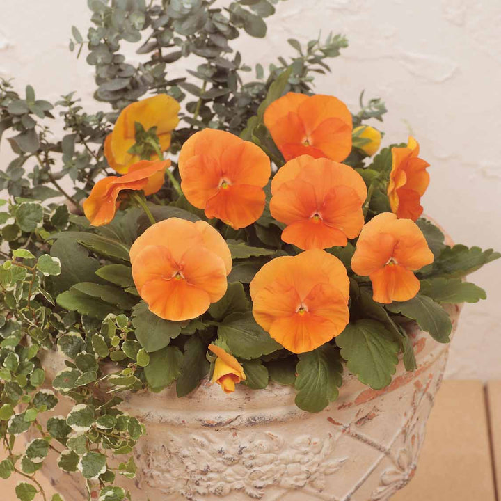 Semillas de flores de pensamiento naranja – Antiguas, sin OMG, semillas de jardín orgánicas de alta germinación para sembrar