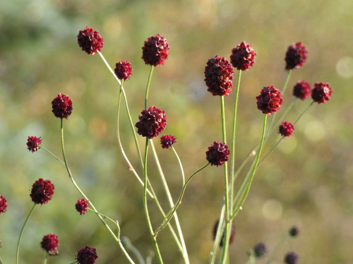 Red Sanguisorba Officinalis Seeds for Planting – Heirloom Non-GMO High Germination Seeds