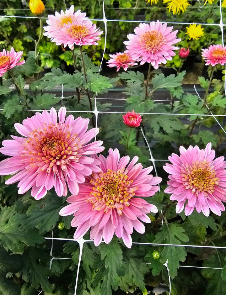 Pink Perennial Chrysanthemum Flower Seeds – Heirloom, Non-GMO, High Germination Organic Garden Seeds for Planting Seeds for Planting
