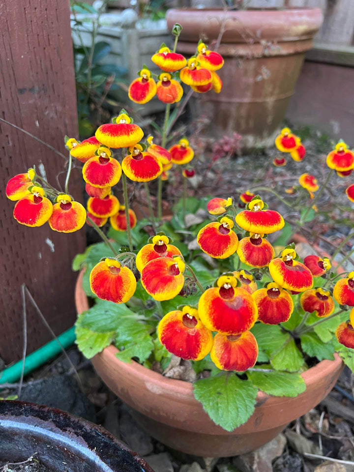 Calceolaria Flower Perennial Seeds – Heirloom, Non-GMO, High Germination, Organic Garden Seeds