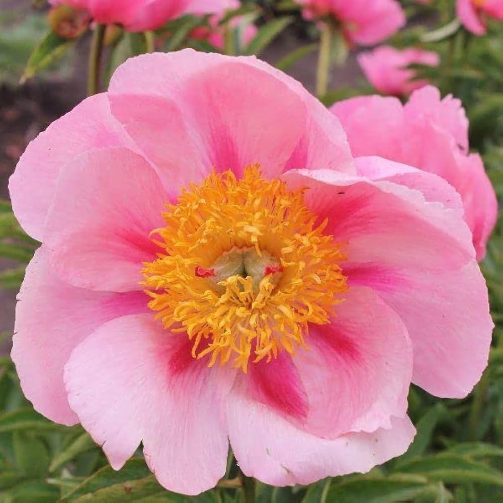 salmon mask flower seeds