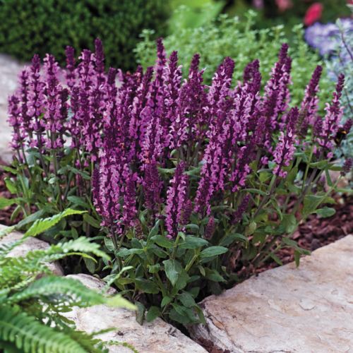 salvianewdimensionroseimportedheirloomnongmohighgerminationorganicgarden flower seeds