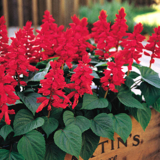 salvia st flower seeds